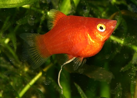 pregnant platy pictures